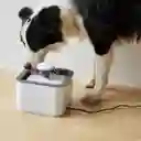 Bebedero Eléctrico Perro Gato Fuente Agua Mascota Dispensado