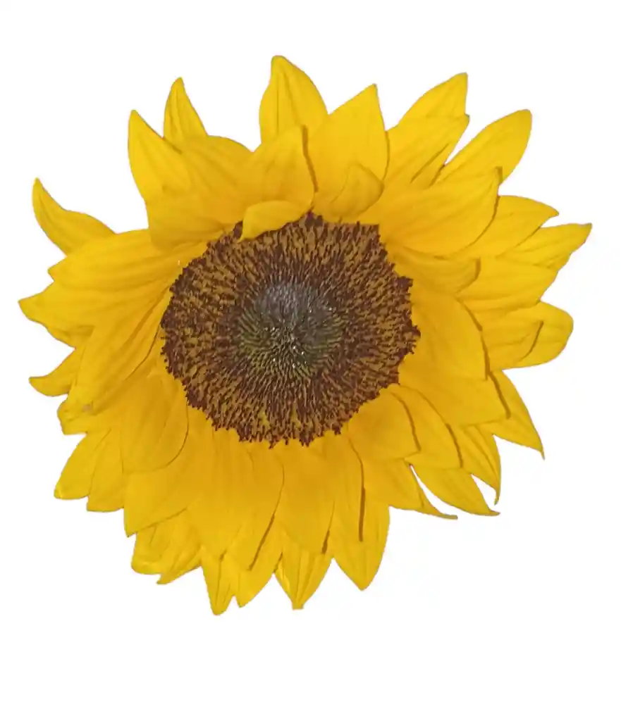 Girasol Individual