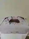 Caja Bolso Regalo
