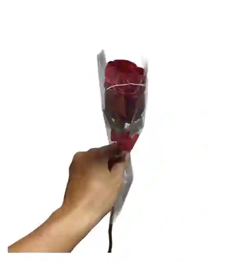 Rosa Individual