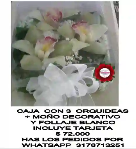 Detalle Fúnebre En Orquideas