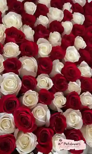 Rosas Bouquet De 150 Rojas Y Blancas Amor Y Amistad