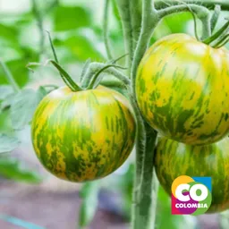 Tomate Zebra 500 Gramos