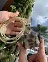 Protector Para Cargador