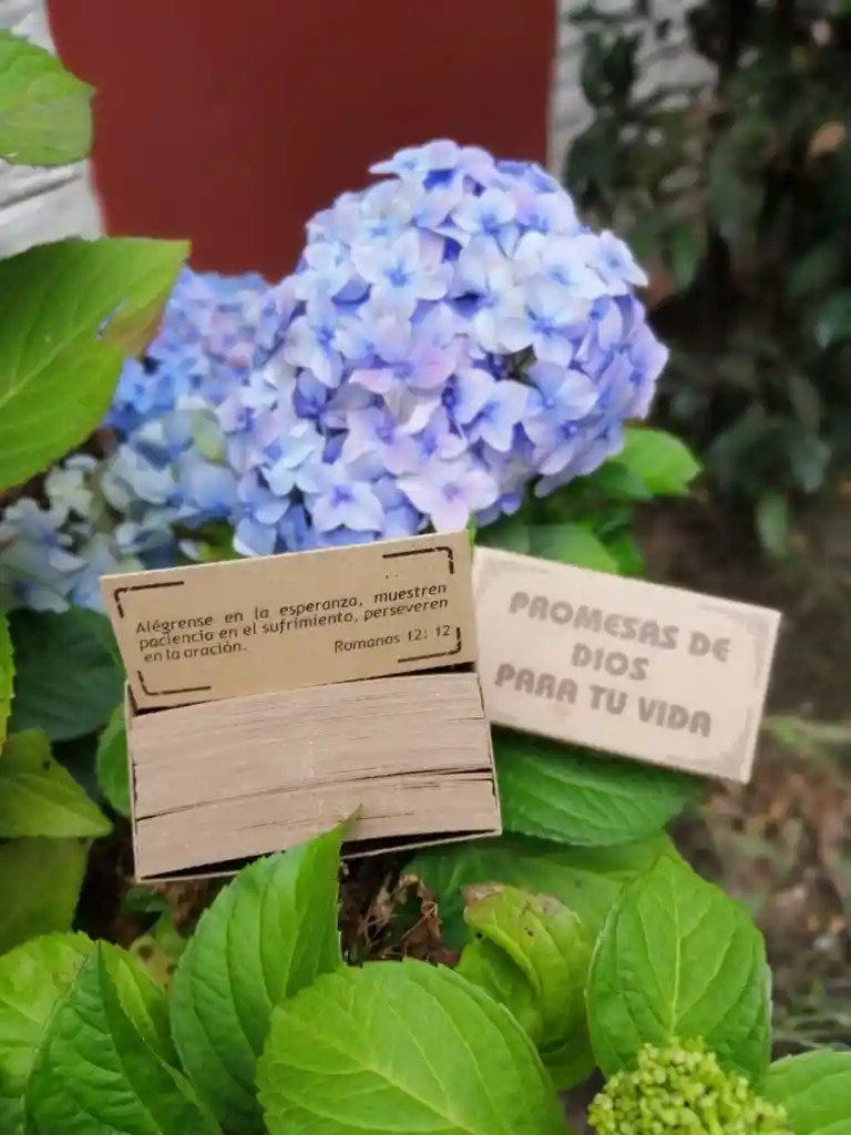 Oraculo De Mensajes "promesas De Dios Para Tu Vida"