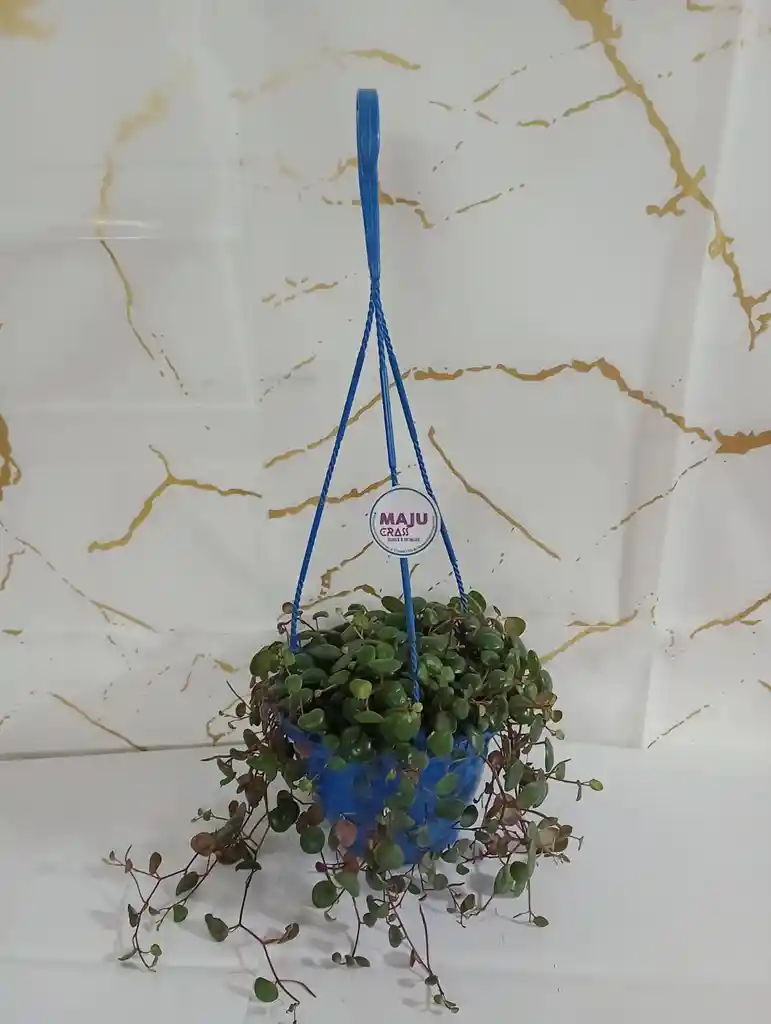 Planta Centavito En Canasta Colgante
