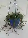 Planta Centavito En Canasta Colgante
