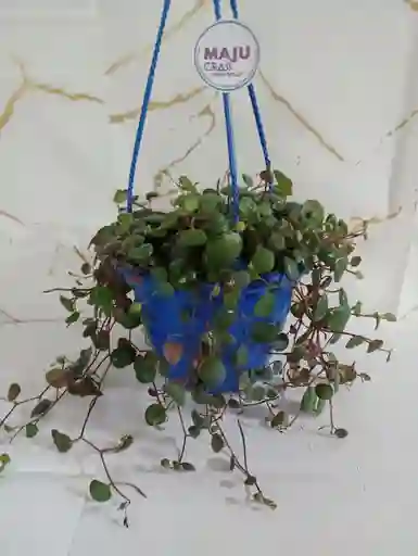 Planta Centavito En Canasta Colgante