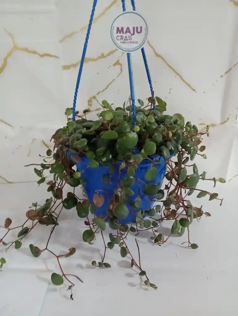 Planta Centavito En Canasta Colgante