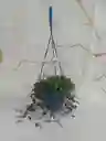 Planta Centavito En Canasta Colgante