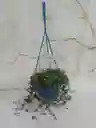 Planta Centavito En Canasta Colgante