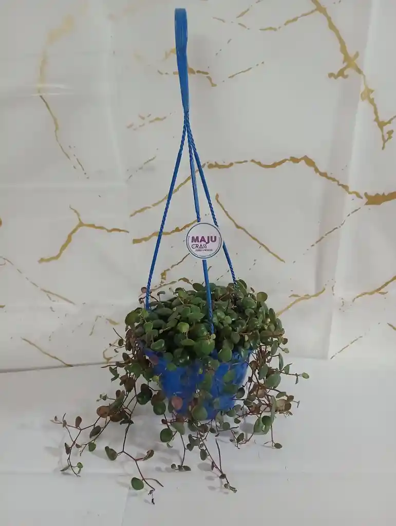 Planta Centavito En Canasta Colgante