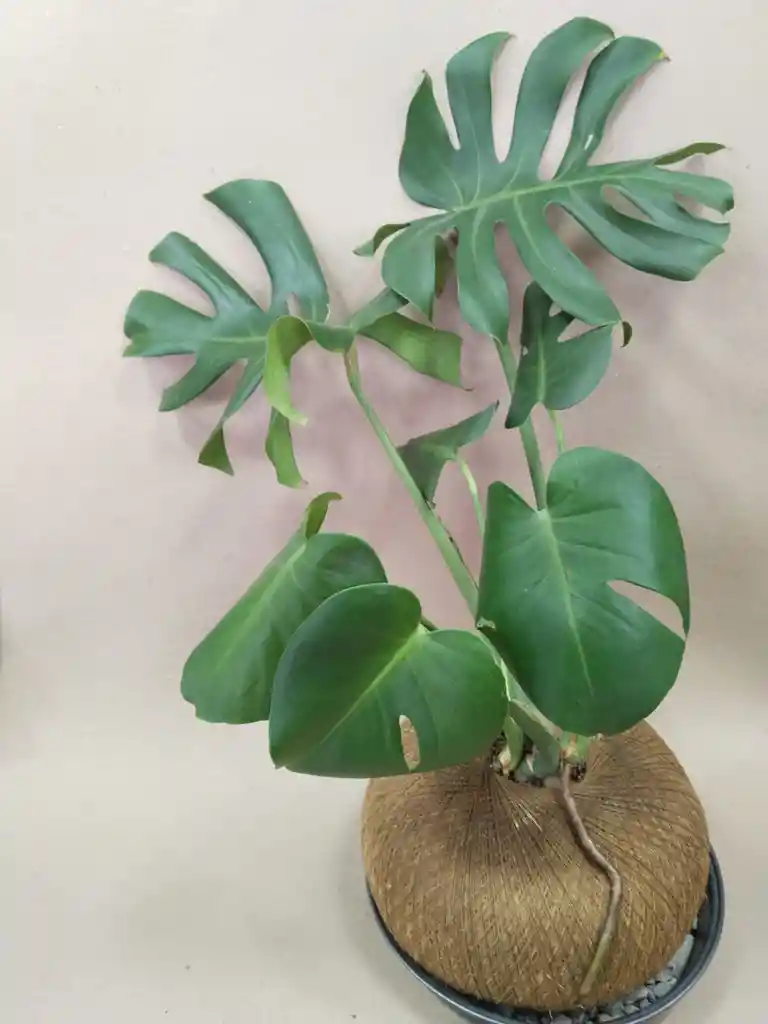 Kokedama De Philoendro Monstera Deliciosa, Adansonii, Cerimán,costilla De Adán O Mano De León