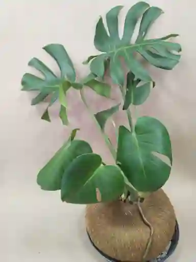 Kokedama De Philoendro Monstera Deliciosa, Adansonii, Cerimán,costilla De Adán O Mano De León