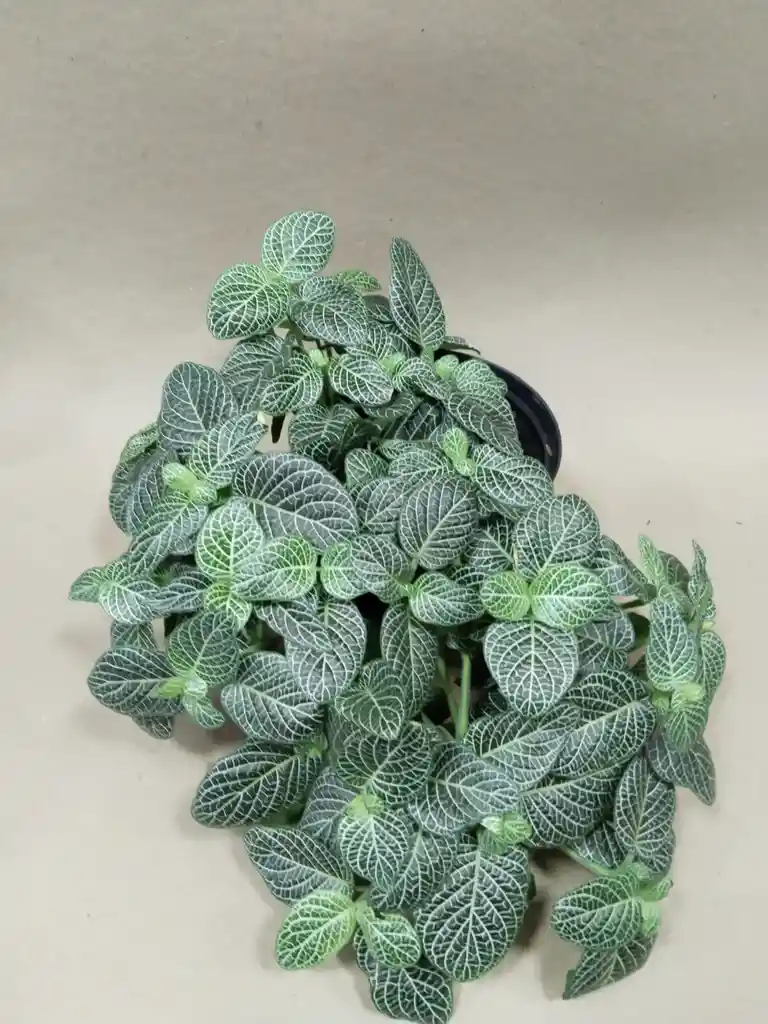 Fittonia Argyroneura 'brocado Blanco, Abrecaminos, Cucaracha