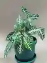 Aphelandra Squarrosa O Planta Zebra