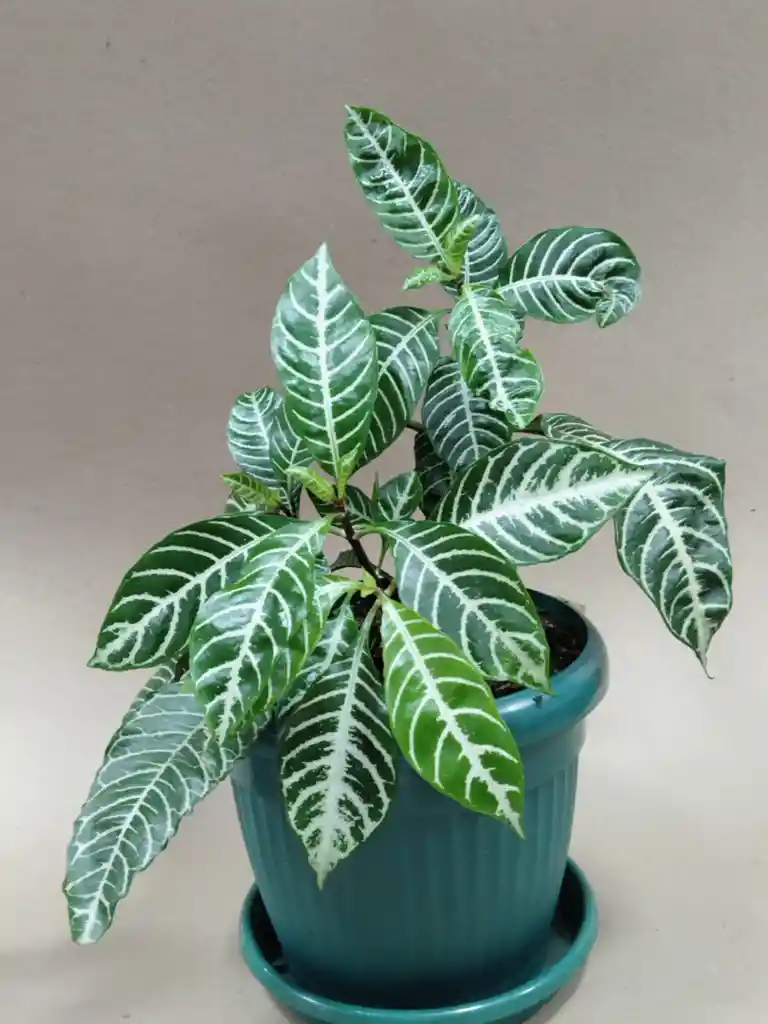 Aphelandra Squarrosa O Planta Zebra