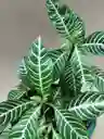 Aphelandra Squarrosa O Planta Zebra