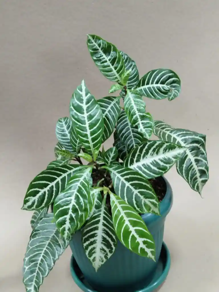 Aphelandra Squarrosa O Planta Zebra