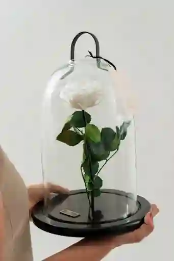 Rosa Preservada Extra Grande Blanca