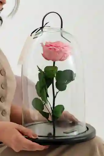 Rosa Preservada Extragrande Rosada