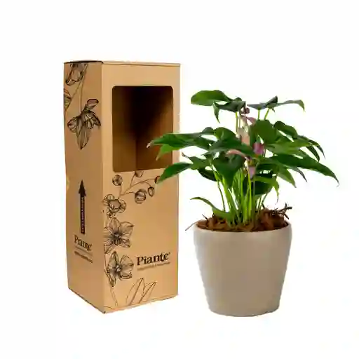 Arreglo Floral Dm De Anturios Medianos Morado