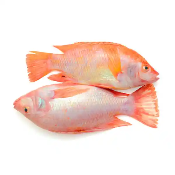 Mojarra Cong 350-400 G