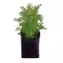 Planta De Ruda En Bolsa