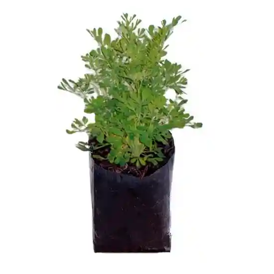 Planta De Ruda En Bolsa