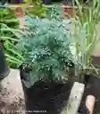 Planta De Ruda En Bolsa