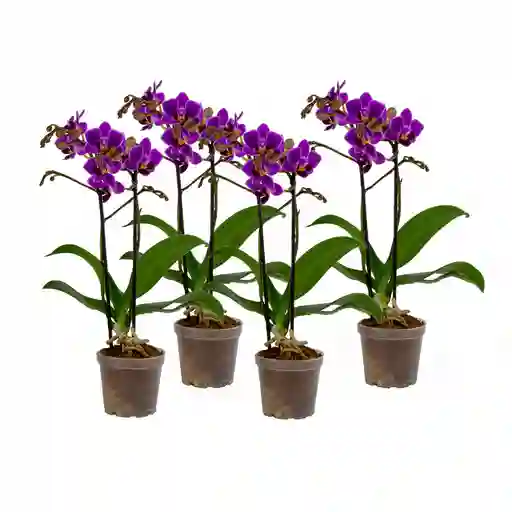 Paga 3 Lleva 4 Orquídeas Mini Supreme Morada