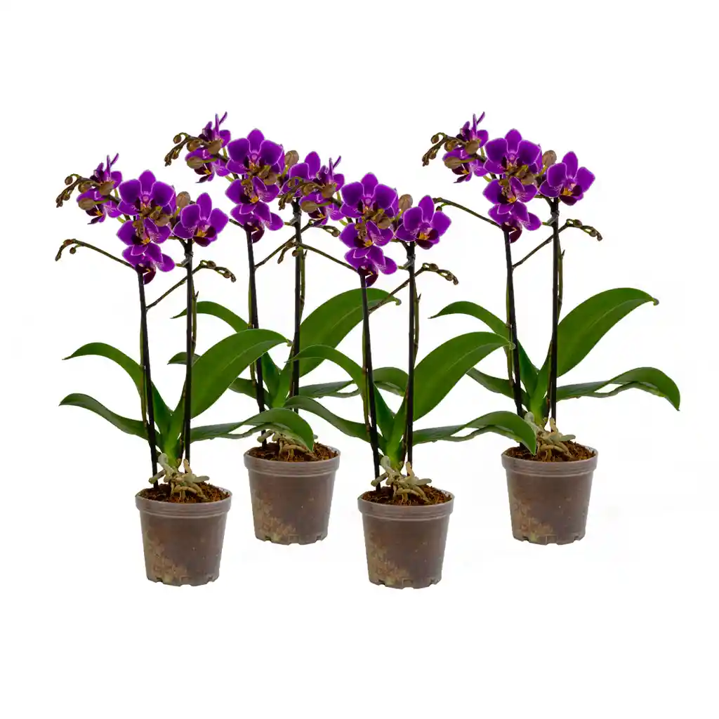 Paga 3 Lleva 4 Orquídeas Mini Supreme Morada