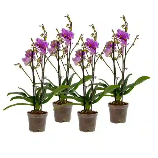 Paga 3 Lleva 4 Orquídeas Mini Supreme Rosada