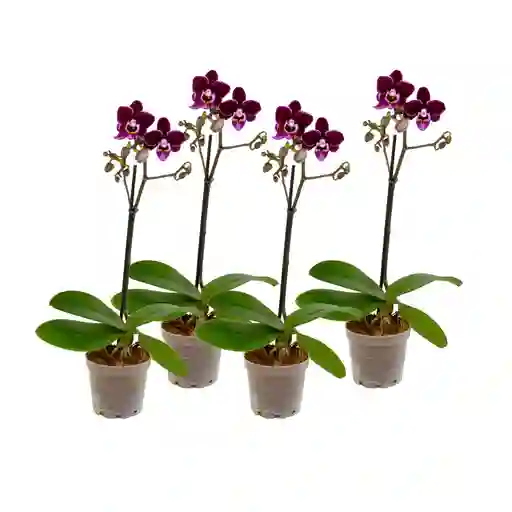 Paga 3 Lleva 4 Orquídeas Mini Premium Morada