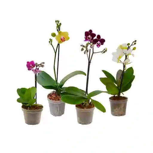 Paga 3 Lleva 4 Orquídeas Mini Premium Surtidas