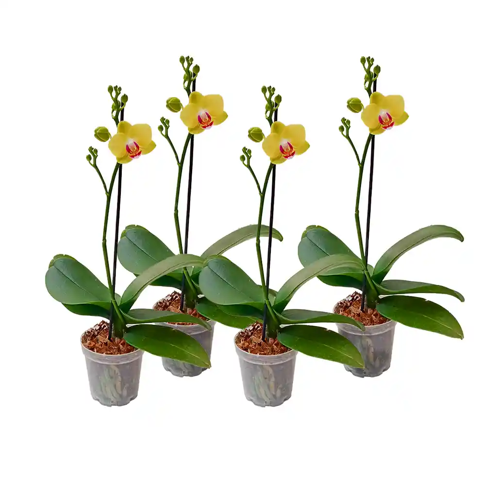 Paga 3 Lleva 4 Orquídeas Mini Premium Amarilla