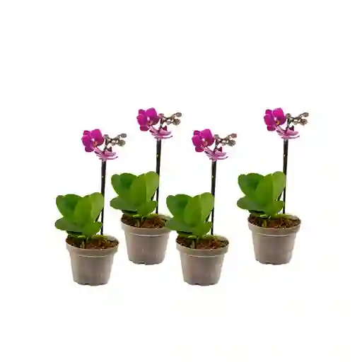 Paga 3 Lleva 4 Orquídeas Mini Premium Rosada