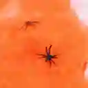 Telaraña En Algodón Naranja Halloween + 1 Araña Pequeña