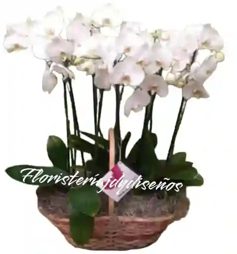 Elegante Jardin De Orquideas