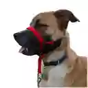 Collar Haltie S