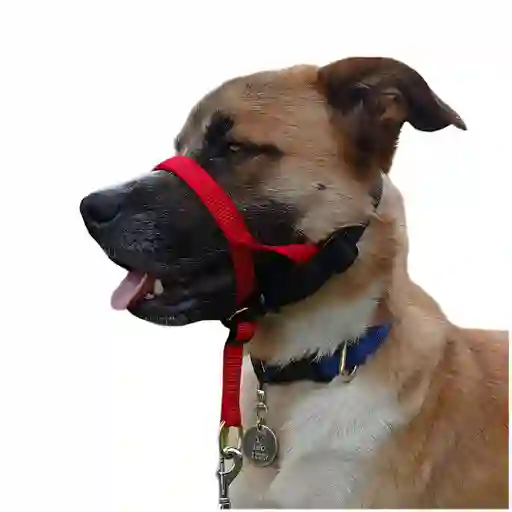 Collar Haltie S