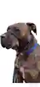 Collar Haltie L
