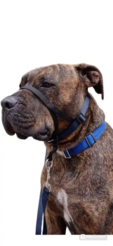Collar Haltie L