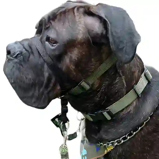 Collar Haltie L