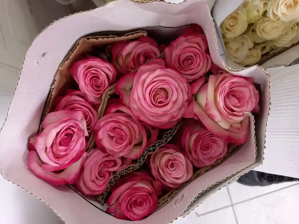 Paquete De Rosas