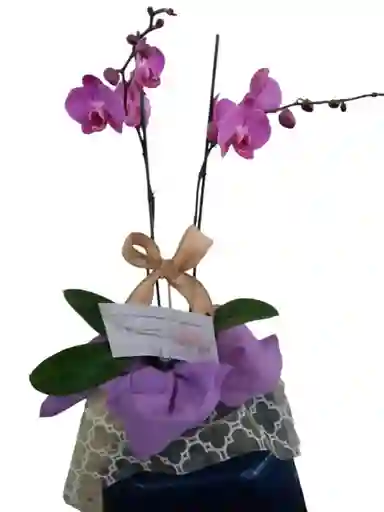 Orquídea Planta