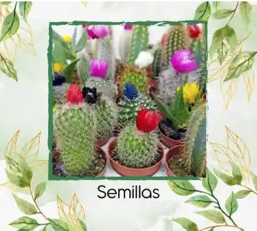 60 Semillas Cactus Diferentes Especies