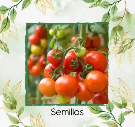 25 Semillas Tomate Cherry Orgánico Para Maceta O Huerta