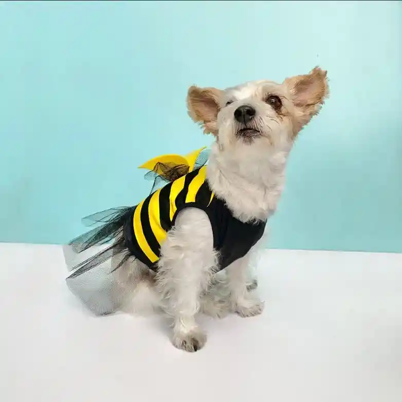 Disfraz S Abeja Halloween