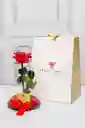Rosa Romantic